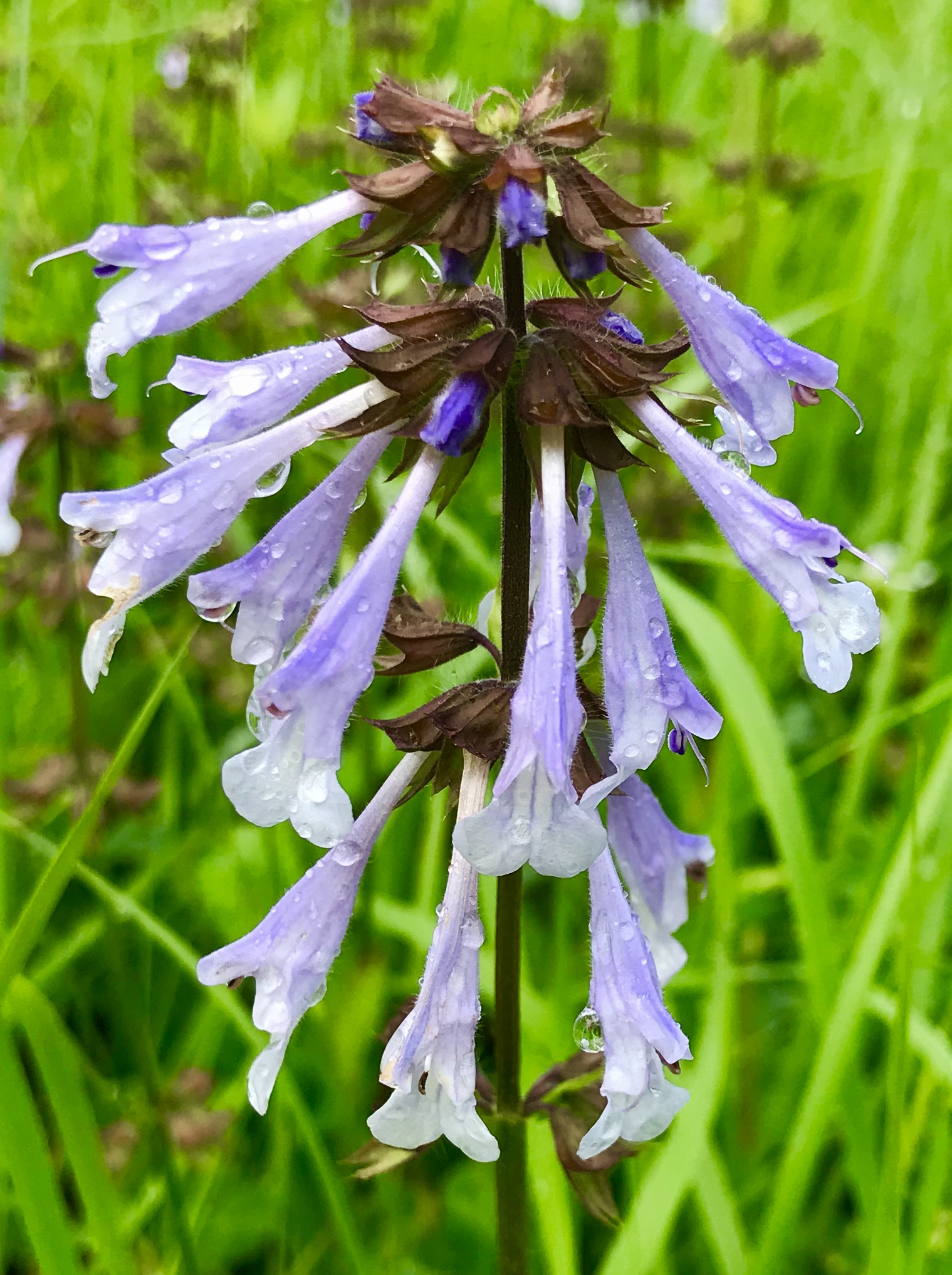 LyreLeaf Sage Blue in the Grass Historic Union County